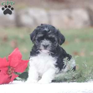 Daisy, Maltipoo Puppy